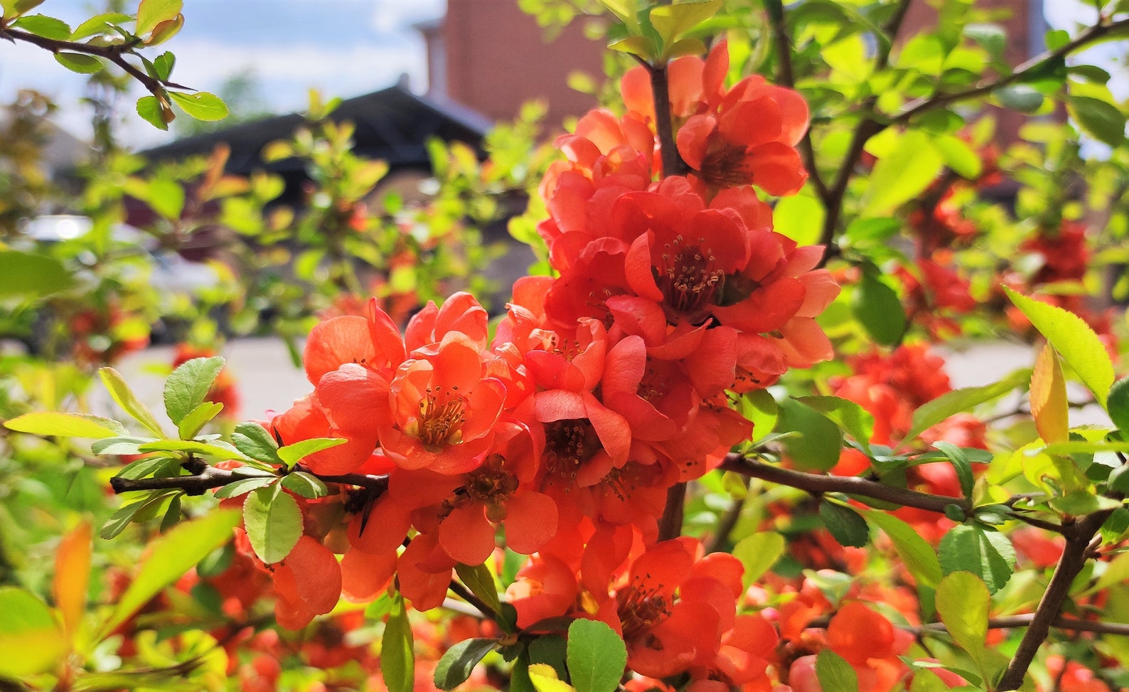 20 Red Flowering DWARF QUINCE Shrub Fruit Chaenomeles Japonica Etsy