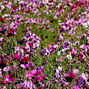 1000 PEPPERBOX POPPY MIX Papaver Somniferum Mixed Colors Red Violet Flower Seeds