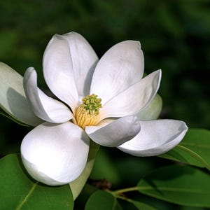 10 SWEETBAY MAGNOLIA Virginiana TREE Shrub Native Sweet Bay, White Bay, Laurel Magnolia - White 3&quot; Fragrant Flower Seeds