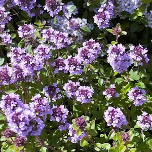 1000 レモンタイム Thymus Pulegioides ハーブ 紫色の花 香りのよい常緑樹種子