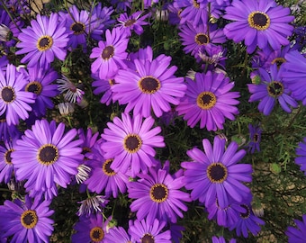 200 graines de fleurs violettes SWAN RIVER DAISY Brachyscome Iberidifolia