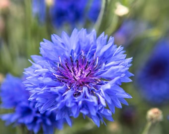 1000 Dwarf Blue BACHELORS BUTTON CORNFLOWER Centaurea Cyanus Flower Seeds
