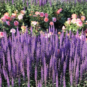 200 MUNSTEAD LAVENDER Blue English Lavandula Angustifolia Munstead Fragrant Purple Flower Herb Seeds