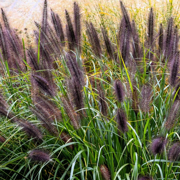 10 Dwarf BLACK FOUNTAIN GRASS Pennisetum Alopecuroides Viridescens Hardy Ornamental Seeds