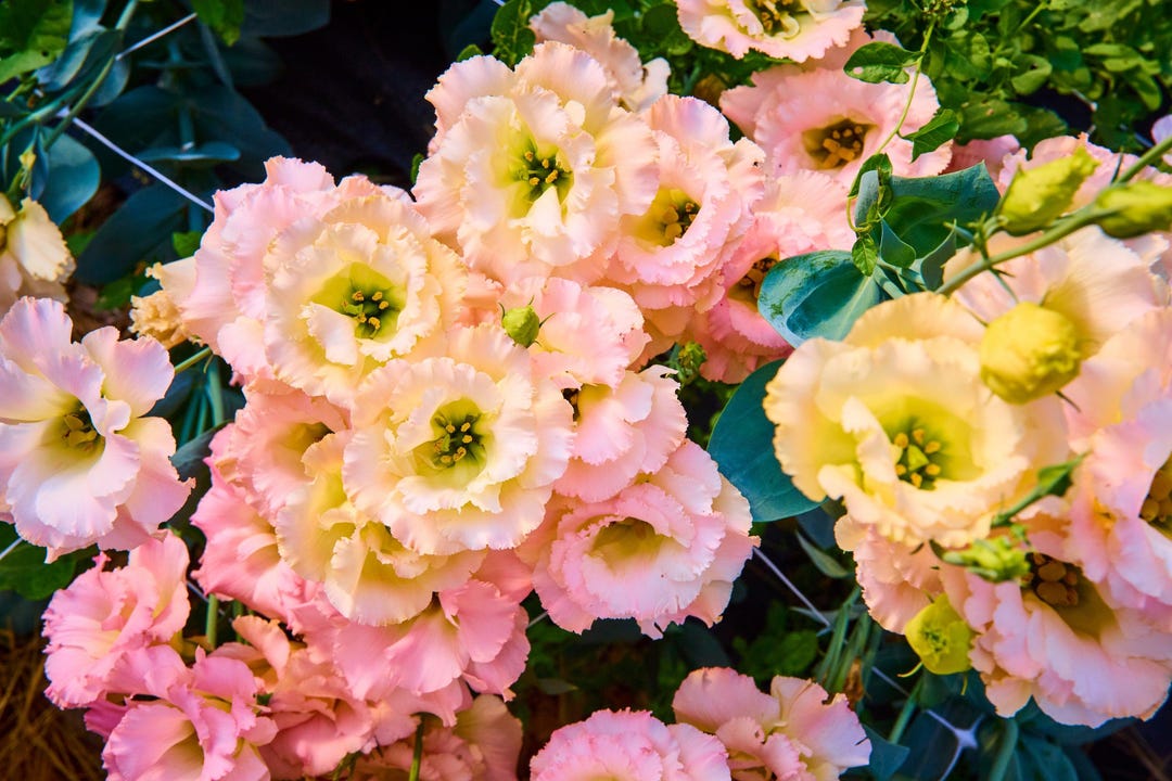 Mehrjhrige Winterharte Samen 1000 Stck Eustoma / Lisianthus Samen   Mehrjhrig, Winterhart, Leicht Zu Ziehen Eustoma Dornenlose Rose Samen  Winterhart