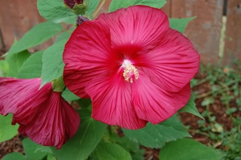10 Luna RED HARDY HIBISCUS Hibiscus Moscheutos Balhibred