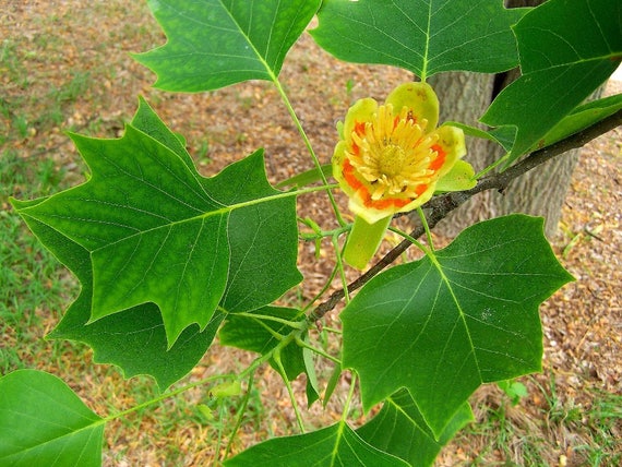 15 TULIP POPLAR TREE Yellow Flower Liriodendron Tulipifera | Etsy