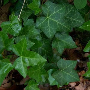 10 BOSTON IVY ( Bostonian Ivy / Wall Ivy ) Parthenocissus Tricuspidata Veitchii Vine Flower Seeds