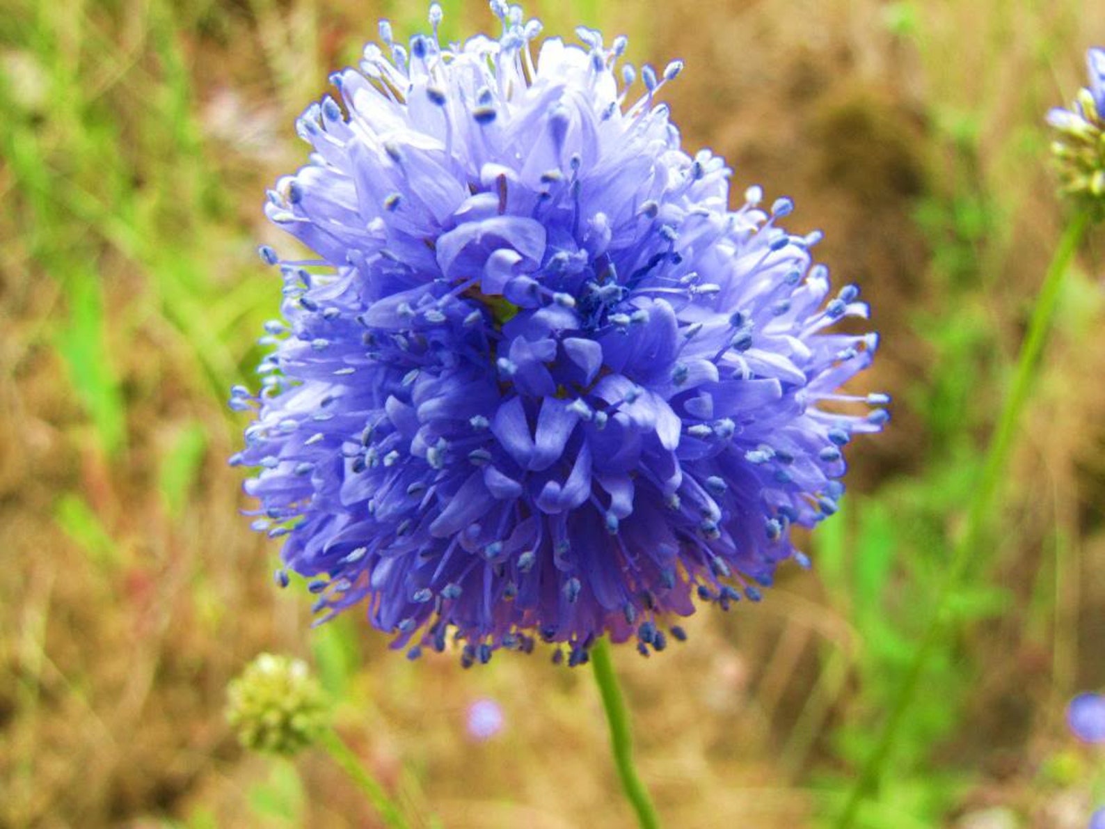 1500 GLOBE GILIA bluehead Gilia Gilia Capitata Flower Seeds Etsy UK