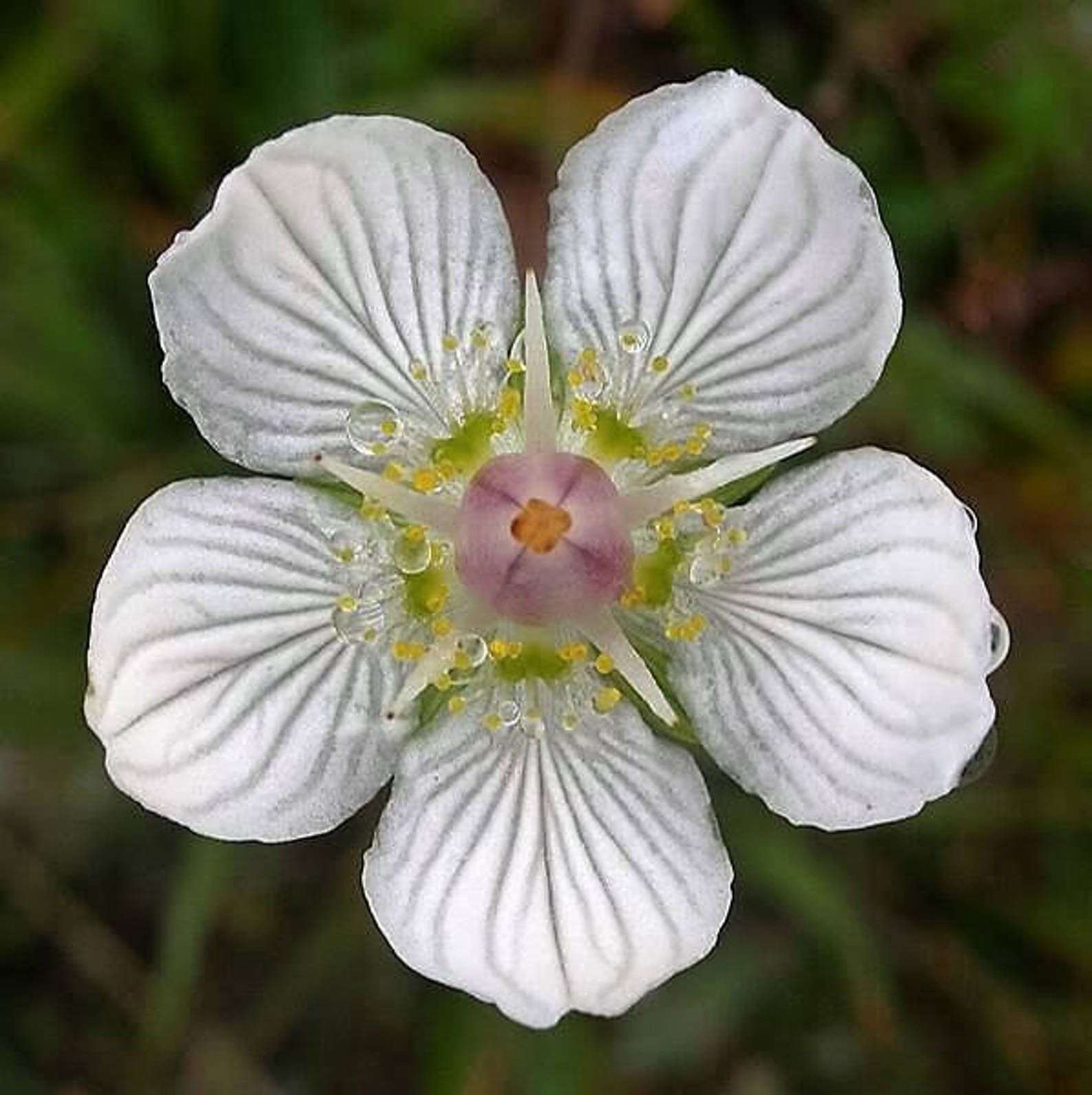 50 GRASS Of PARNASSUS FLOWER Parnassia Glauca American Fen Etsy