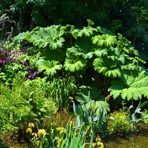 10 GUNNERA MANICATA 6' Leaves Giant Rhubarb Dinosaur Plant Moist Shade Red Flower Seeds image 3