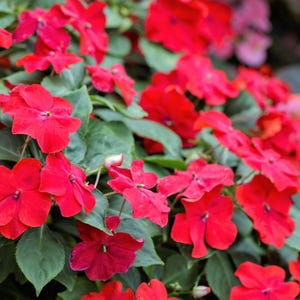 50 DWARF RED IMPATIENS Scarlet Walleriana Sun or Full Shade Flower Seeds