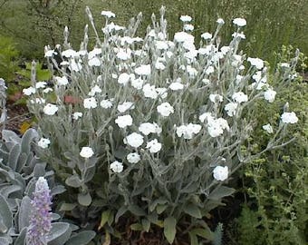 50 WHITE LYCHNIS Coronaria Alba (White Rose Campion / Evening Lychnis / Silene / White Cockle) Flower Seeds