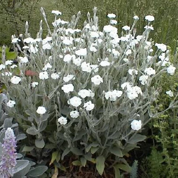 50 WHITE LYCHNIS Coronaria Alba (White Rose Campion / Evening Lychnis / Silene / White Cockle) Flower Seeds