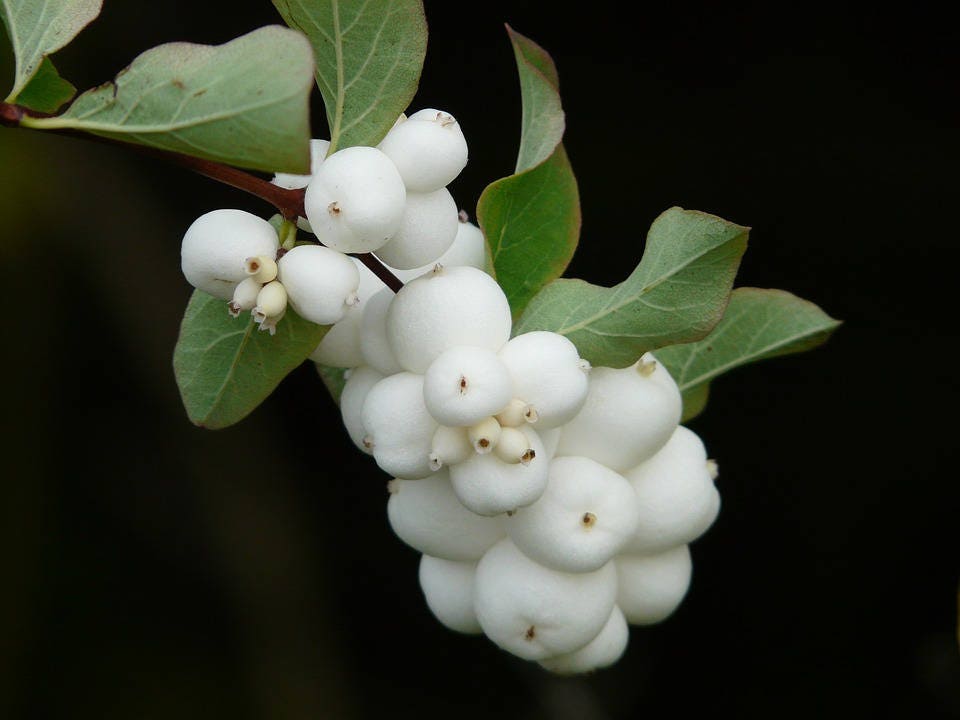 25 COMMON SNOWBERRY WHITE Berries Pink Flowers