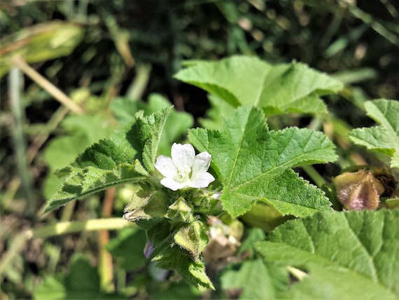 Chinese Mallow Seeds 2500 Malva verticillata Organic Non-GMO Green Vegetabl...