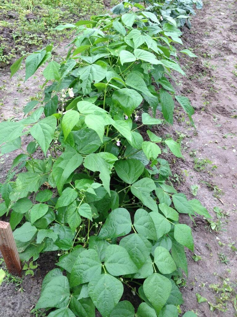 50 BURPEE STRINGLESS Green Pod BEAN French Phaseolus ...