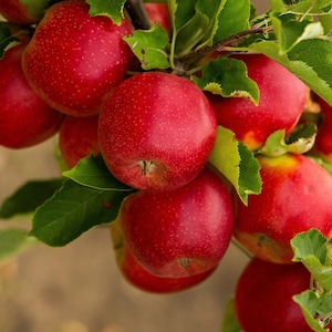 25 PARADISE APPLE Red Delicious Common Malus Pumila Domestica Fruit Tree Seeds