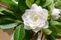 50 GARDENIA / CAPE JASMINE Jasminiodes Fragrant White Shrub Flower Seeds *Flat Shipping