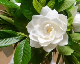 50 GARDENIA / CAPE JASMINE Jasminiodes Fragrant White Shrub Flower Seeds *Flat Shipping