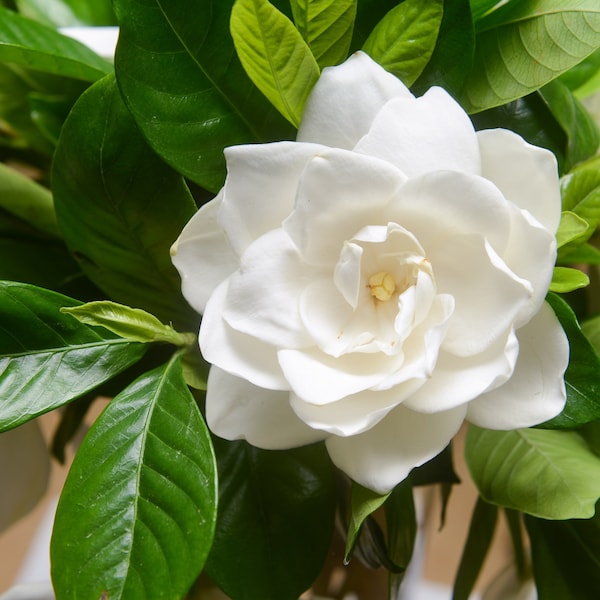 50 GARDENIA / CAPE JASMINE Jasminiodes Fragrant White Shrub Flower Seeds *Flat Shipping