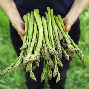 May include: A bundle of fresh green asparagus spears with purple tips, held in hands against a background of green grass. The asparagus is a vibrant green color, and the tips have a slightly purplish hue.