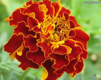 400 FRENCH MARIGOLD SPARKY Mixed Colors Calendula Orange Yellow Flower Seeds *Combined Ship