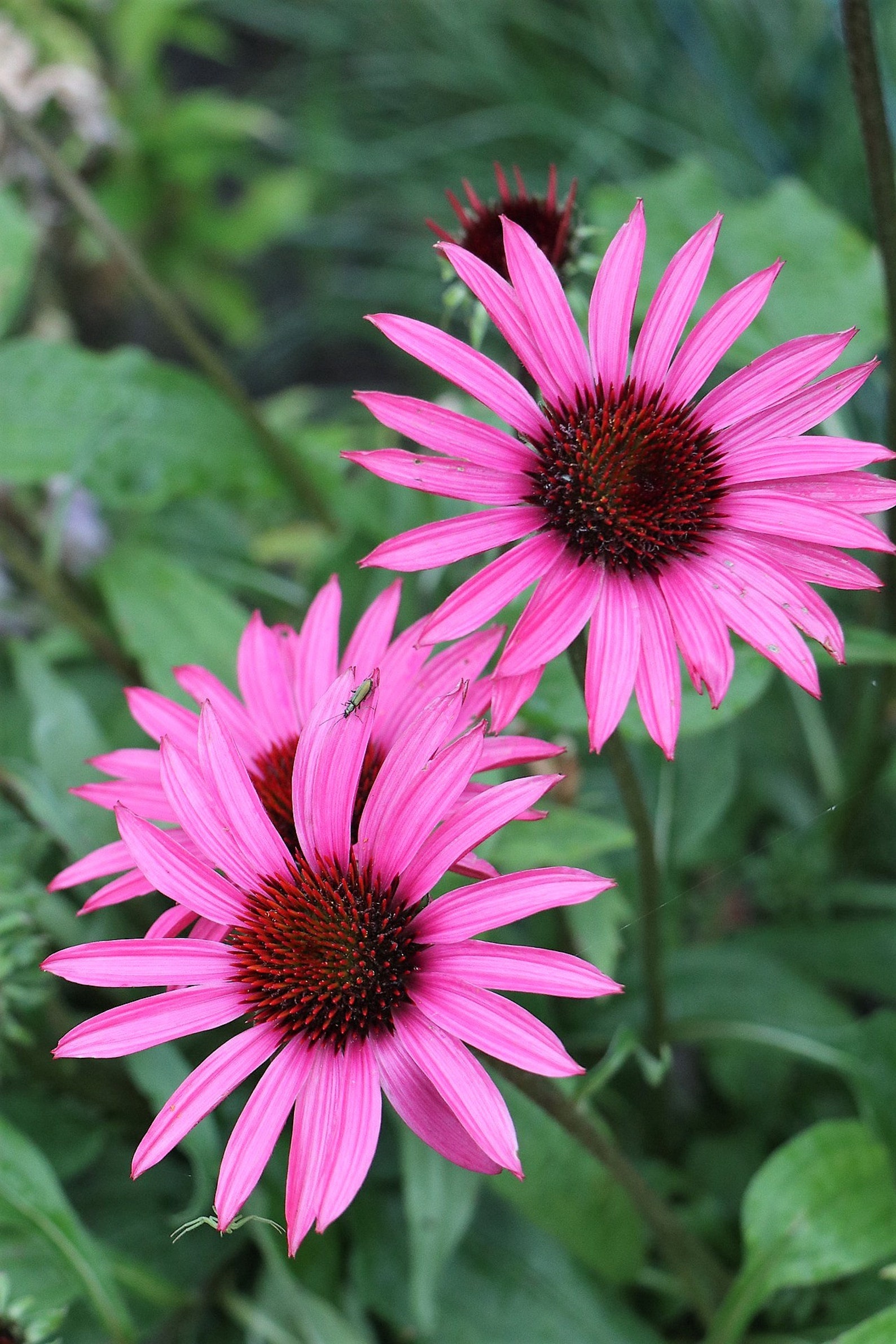 25 BRIGHT STAR CONEFLOWER Echinacea Purpurea Lavender Bright - Etsy