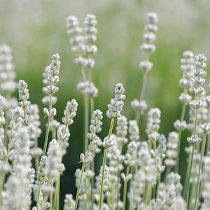 White Lavender Grosso Seeds - Etsy