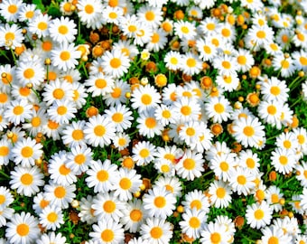 100 White DWARF CREEPING DAISY Chrysanthemum Paludosum Leucanthemum Flower Seeds
