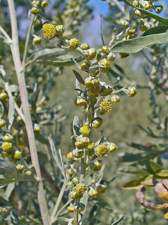500 semillas Ajenjo Ajenjo Artemisia Absinthium