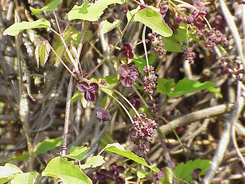 15 CHOCOLATE VINE Edible Fruit Akebia Trifoliata Flower Ornamental Climber Seeds image 10