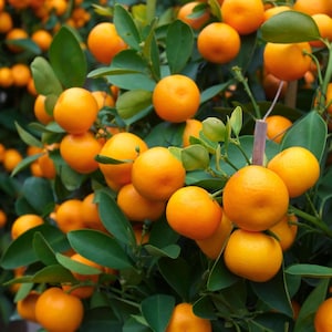 20 TANGERINE Mandrin Orange Citrus Reticulata Fruit Tree Seeds