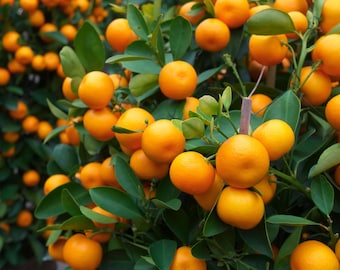 20 TANGERINE Mandrin Orange Citrus Reticulata Fruit Tree Seeds
