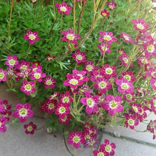 50 ROBE PURPLE SAXIFRAGA Saxifraga Arendsii Moss Rockfoil Evergreen Semillas de flores