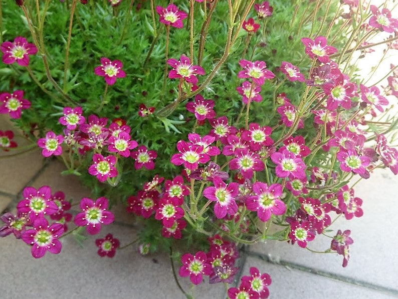 50 PURPLE ROBE SAXIFRAGA Saxifraga Arendsii Moss Rockfoil Evergreen Flower Seeds image 1