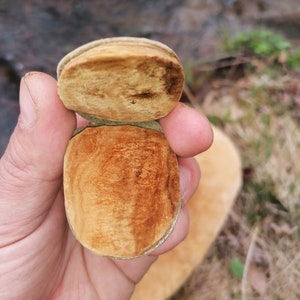 Op de afbeelding: Een close-up van een gespleten, gedroogde paddenstoel met een lichtbruine bovenkant en een donkerbruine onderkant. De paddenstoel wordt in een hand gehouden.