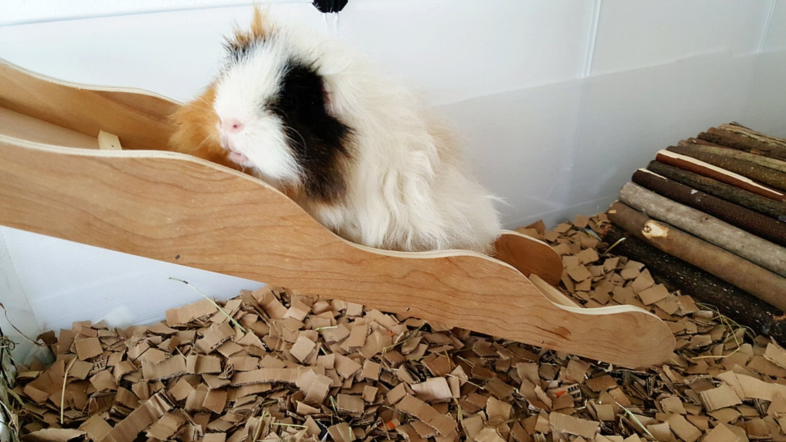 Guinea pig ramp Rabbit ramp Guinea pig ladder Rabbit Etsy