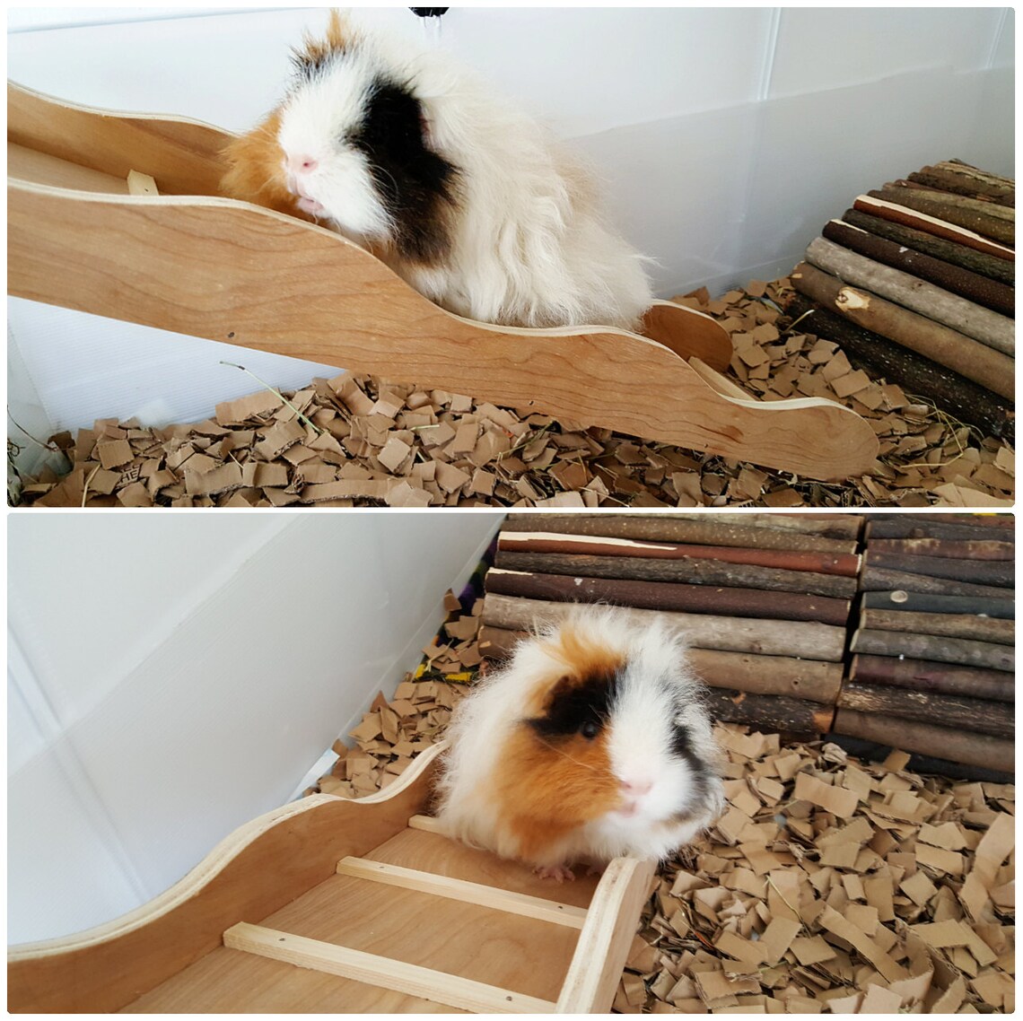 Guinea pig ramp Rabbit ramp Guinea pig ladder Rabbit Etsy
