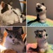 Cara Scott reviewed CROCHET MY CAT: bespoke miniature amigurumi toy of your pet