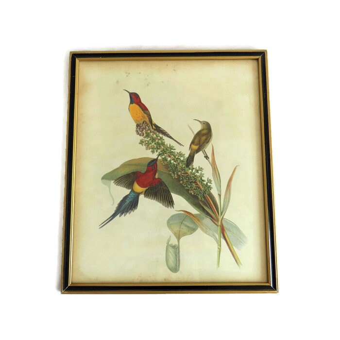 Vintage John Gould Framed Hummingbird Prints Set of Two H 39 CM