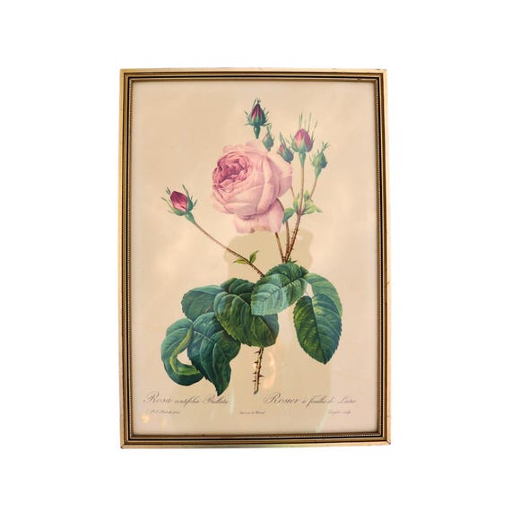 Golden Framed Botanical Print Of Rosa Centifollia Bullata By French Artist Pierre Joseph Redoutte 1950's Print