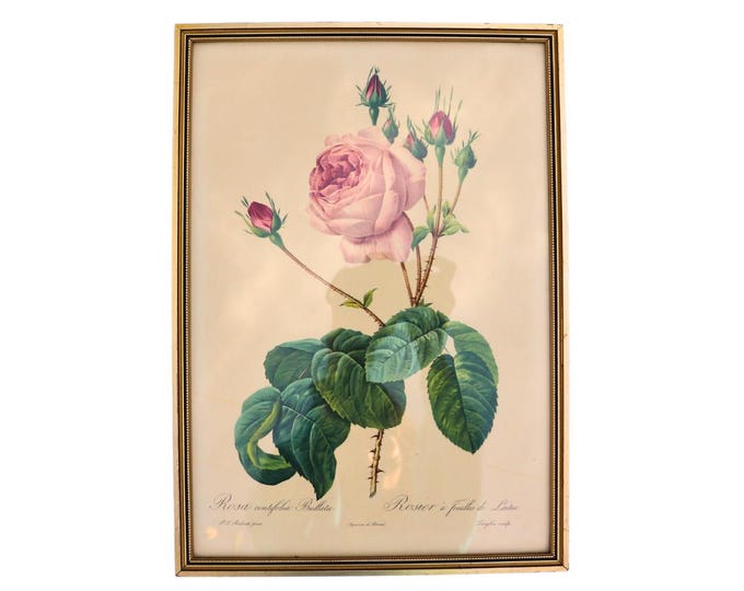 Vintage Rose Botanical Print: Pierre Joseph Redouté, Golden Frame