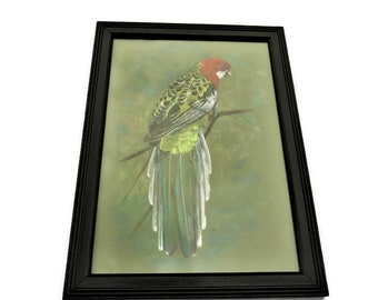 Bird Study Original Pastel Drawing By Carol Moore H 53 cm.Tropical Bird Framed Pastel Painting.