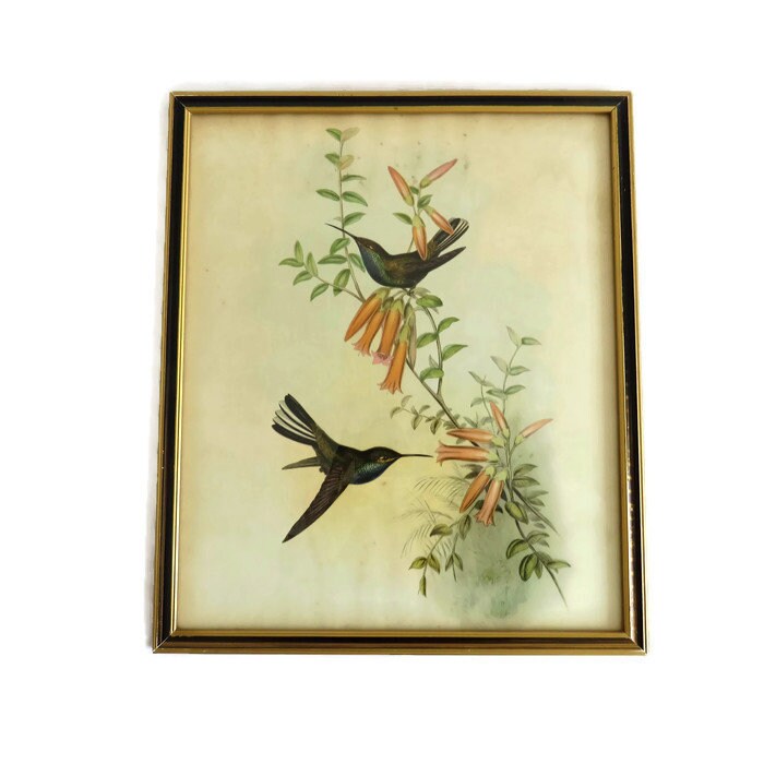 Vintage John Gould Framed Hummingbird Prints Set of Two H 39 CM