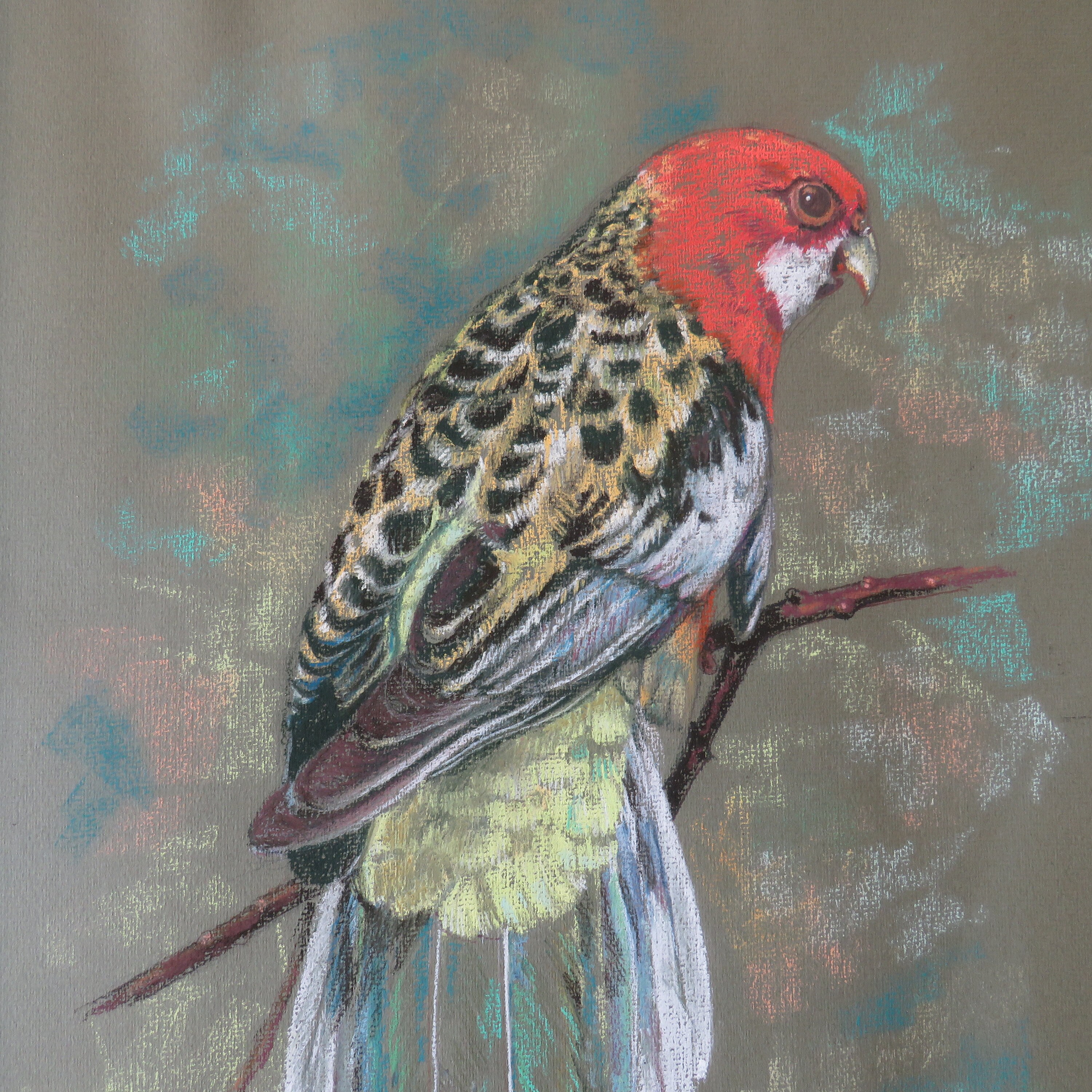 Bird Study Original Pastel Drawing By Carol Moore H 53 cm.Tropical Bird
