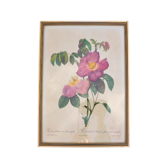 Golden Framed Botanical Print Of Rosa Gallica By French Artist Pierre Joseph Redoutte 1950's Print