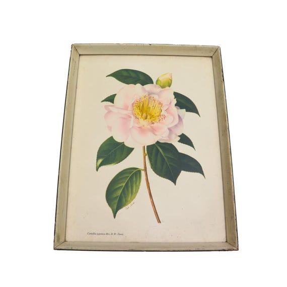Mid Century Tricolor Lithograph Camellia Japonica Mrs. D. W. Davis Wooden Framed By Paul Jones 17 IN TALL