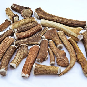 Premium Scottish Stag Horn Antler Dog Chew Naturally Shed Sustainable Dog Toy Deer Antler - LARGE