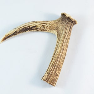 Stag Horn Antler Crown Handle Walking Stick Top